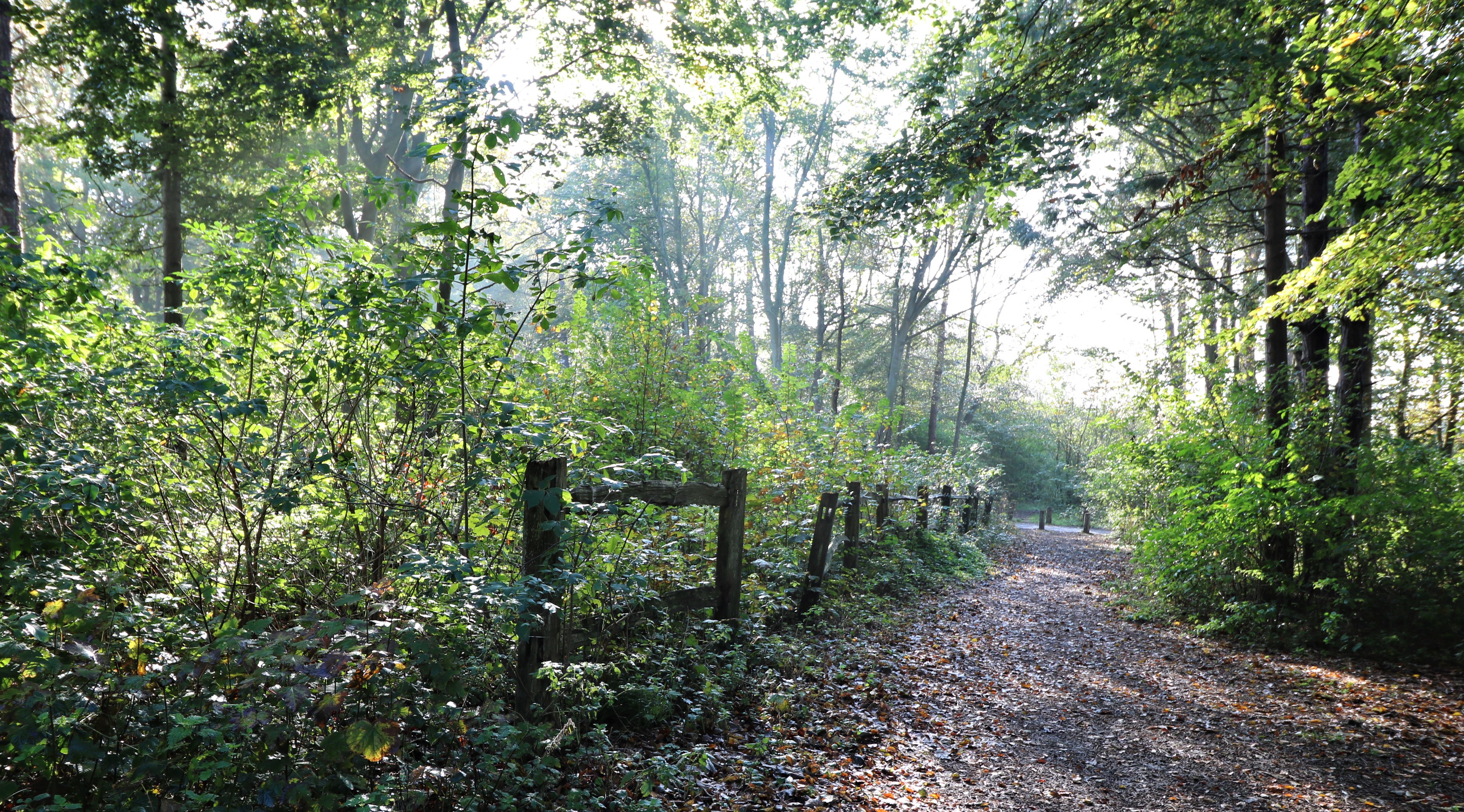 Fence and Pathway in Friston Forest