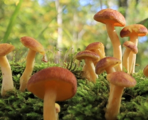 Photo of Woodland Fungi